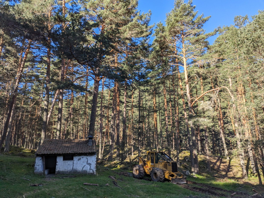 Skidder tras la saca de madera. Foto Celso Coco. Pinar de Navafría, Segovia abril 2024