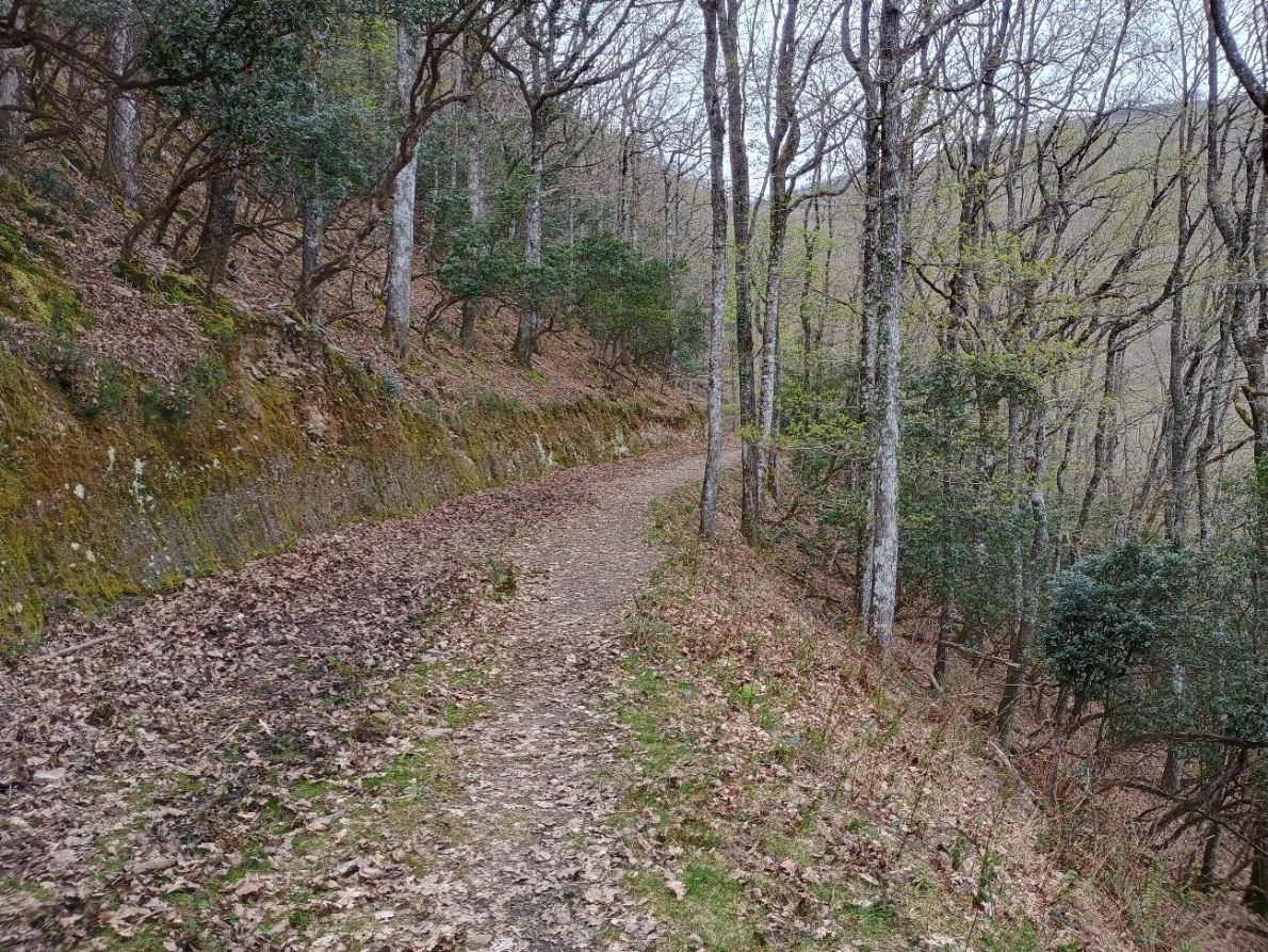 Sendero en un bosque

El contenido generado por IA puede ser incorrecto.