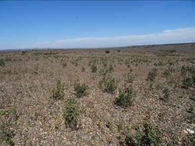 Replanteo parcelas grupo DD