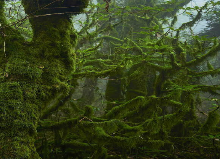 Galería en bosque de niebla. Cádiz. Autor: Junta de Andalucía. Año: 2023