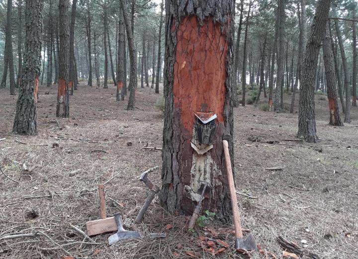 Aprovechamientos forestales PGI