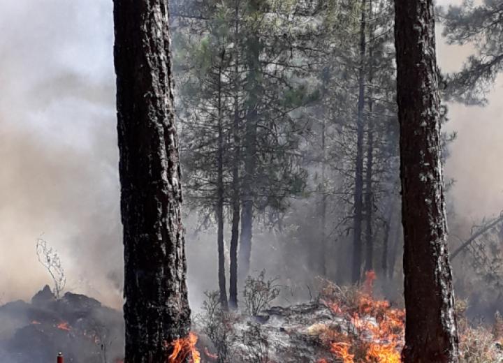 Quema prescrita bajo arbolado de Pinus nigra