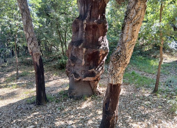 Figura 1. Zofreral de Cobrana. REMP