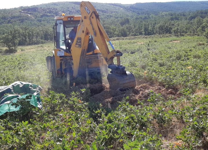 Apertura para extraer biomasa subterranea