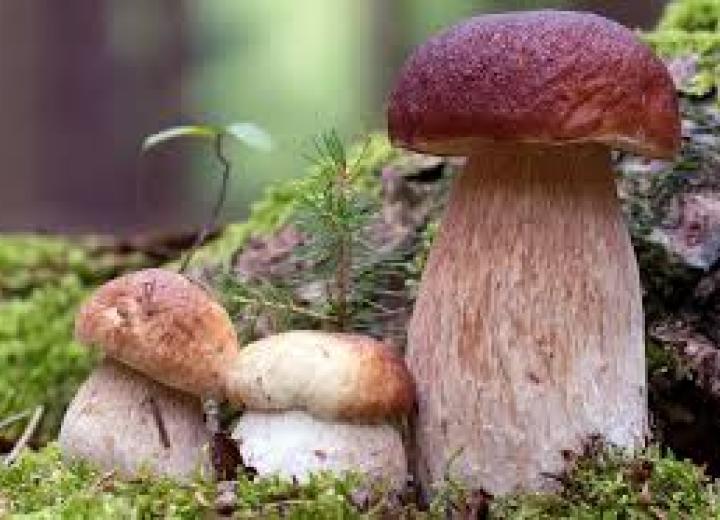 boletus