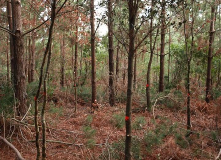 clara_1_pino_radiata