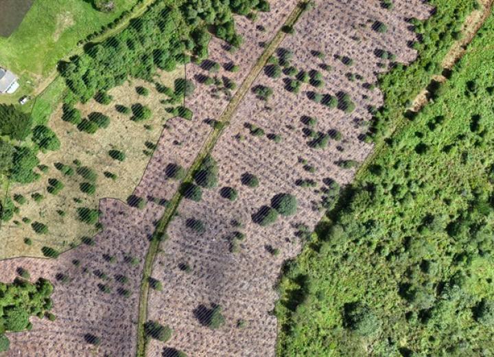 Figura 1. Ortofoto georreferenciada obtenida con dron. Fuente Eva Roca Posada