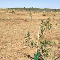 Detalle plantacion