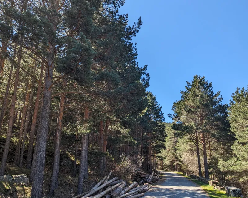 Fustes enteros sobre pista