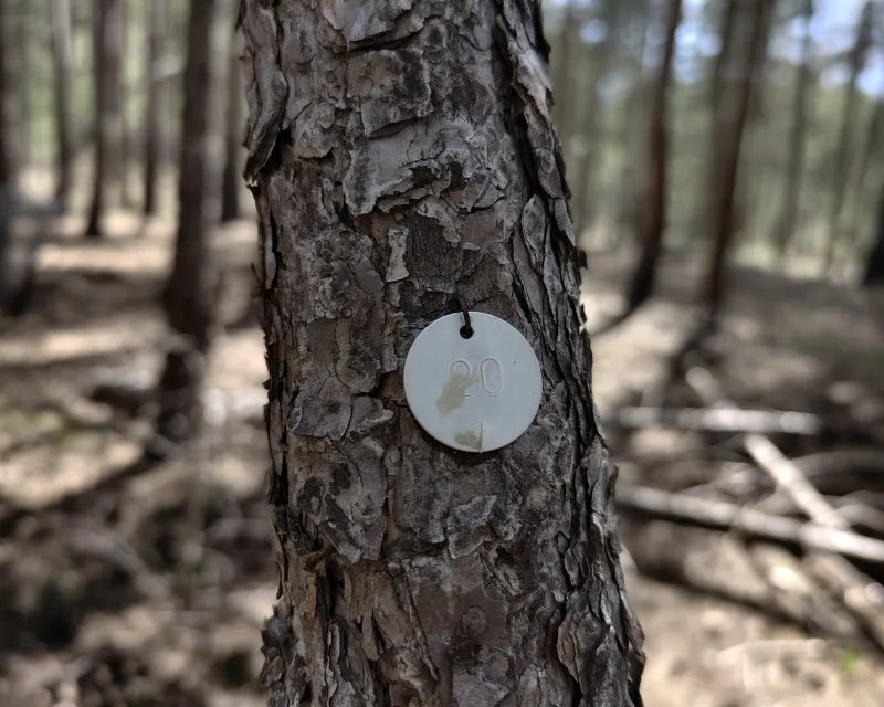 arbol_marcado_parcela-quema_prescrita