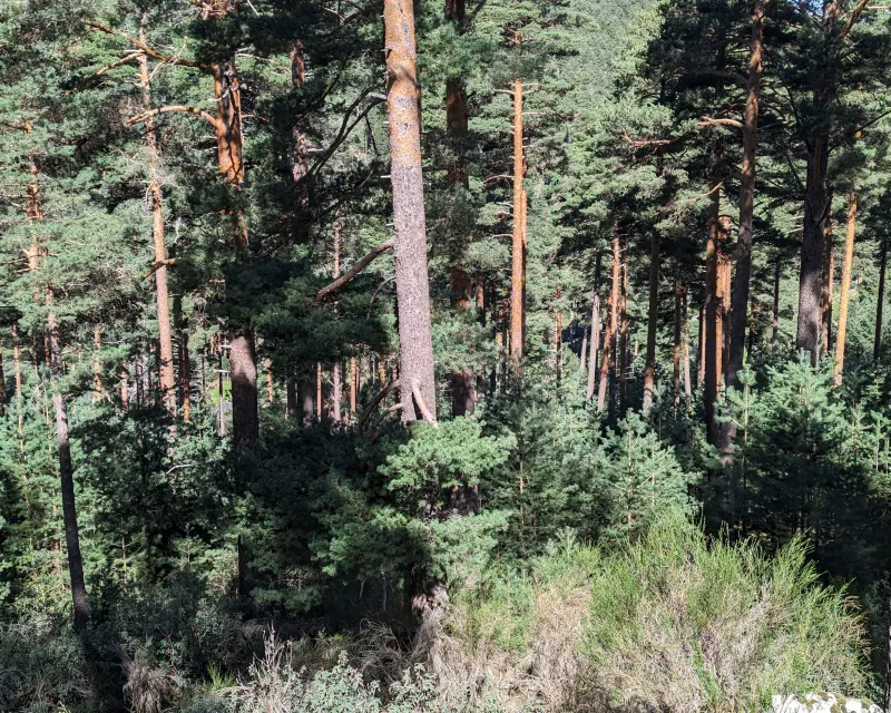 Tramo en regeneración