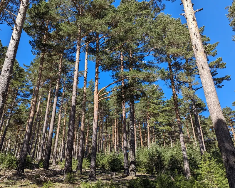 Tramo en regeneración