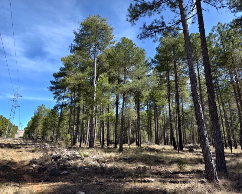 parcela quema prescrita