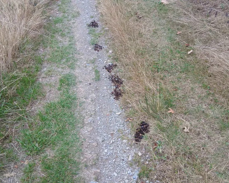 Bosques_demostrativo4