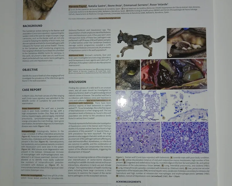 CENTRO RECUPERACIÓN FAUNA CANTABRIA2vvvv