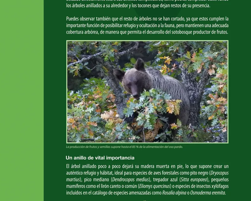 Bosques_demostrativo5