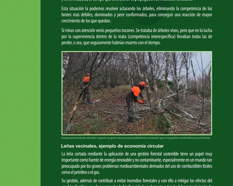 Bosques_demostrativo7