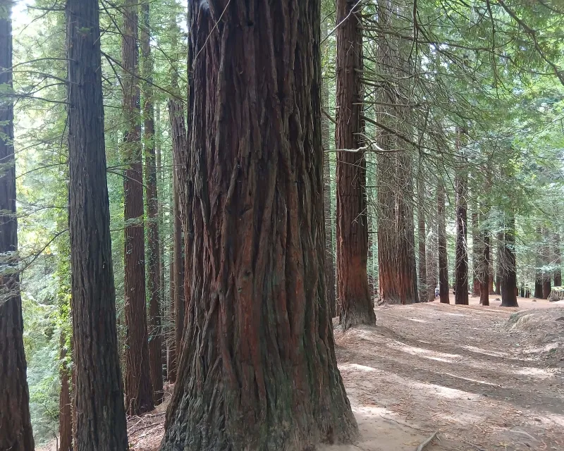 Sequoias_Monte_Cabezon_Cantabria1