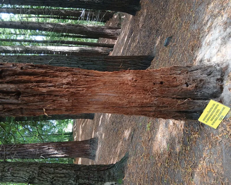 Sequoias_Monte_Cabezon_Cantabria4