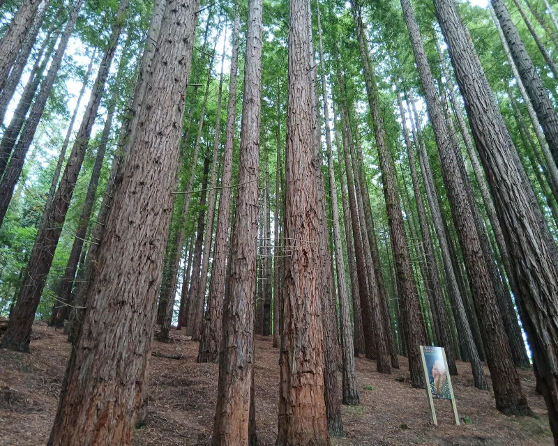 Sequoias_Monte_Cabezon_Cantabria6