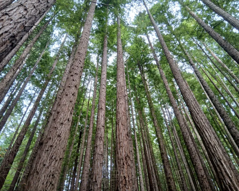 Sequoias_Monte_Cabezon_Cantabria8