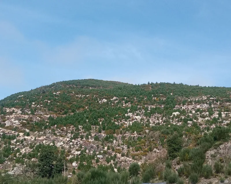 recuperacion superficies quemadas (1)