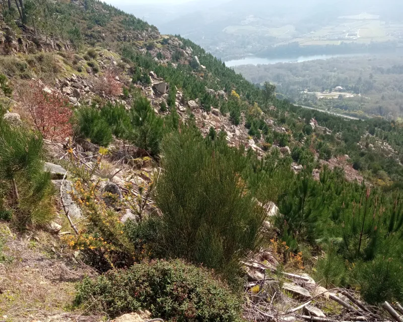 recuperacion superficies quemadas (1)