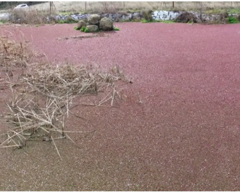 Enero de 2024. Azolla filiculoides