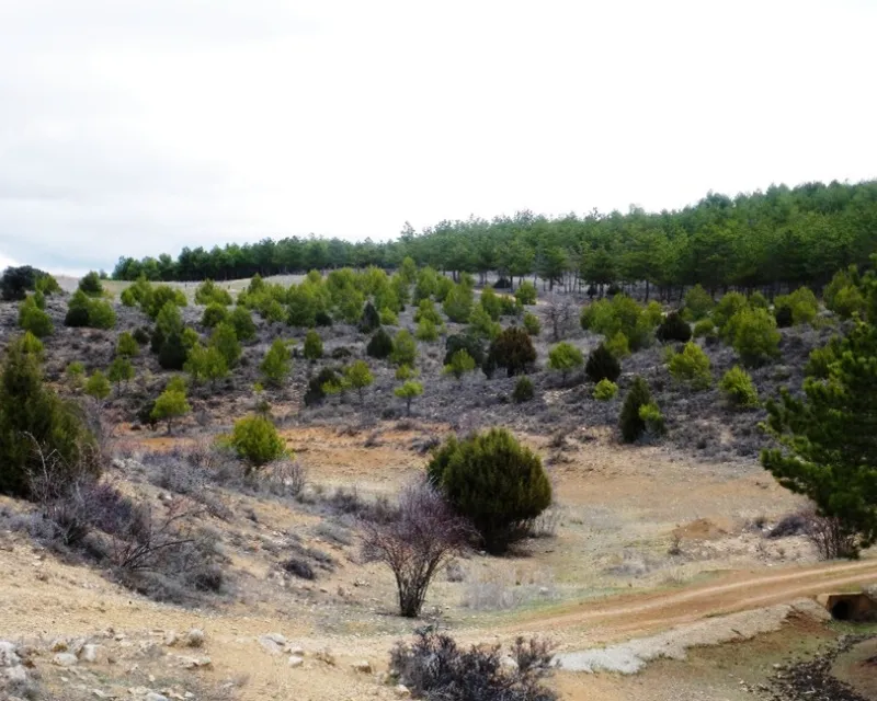 Estado en 2013 de uno de los primeros islotes plantados. Destacan por su desarrollo los pinos carrascos y las sabinas. Marzo de 2013.