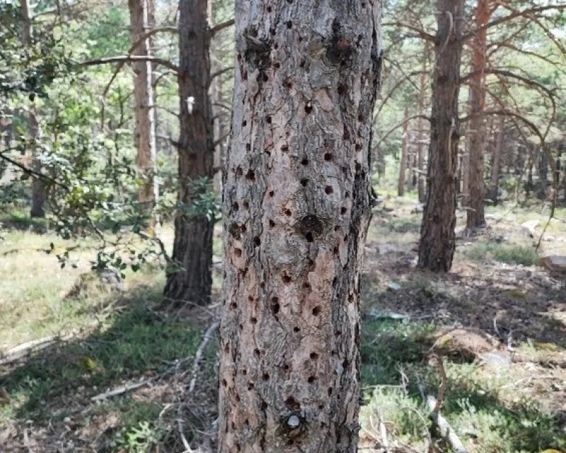 Elevados signos de alimentación de pícido en una estaca. Cavidades de pícido.