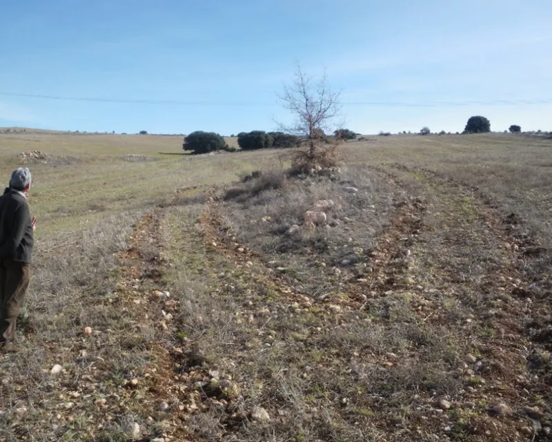 “Ojal”, recién plantado, alrededor del majano. Febrero de 2010.