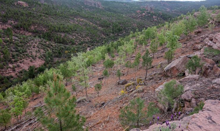 Zona con restos de las fajinas y actuación de aclareo sobre la regeneración. El Rodenal. Guadalajara. Autor: Celso Coco. 2024