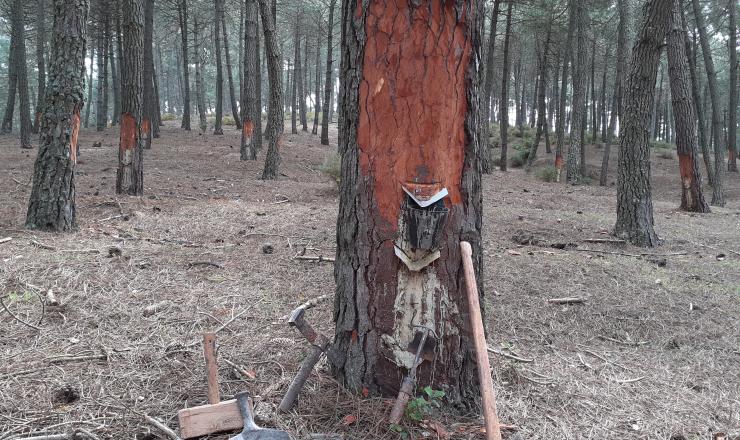 Aprovechamientos forestales PGI