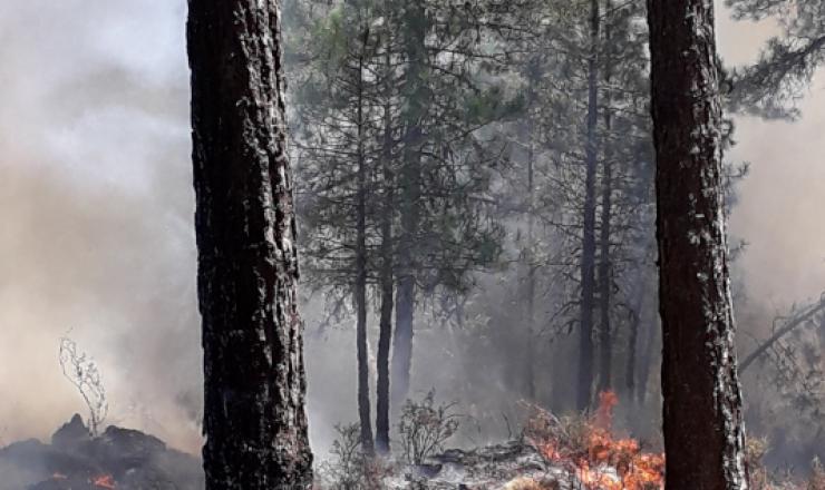 Quema prescrita bajo arbolado de Pinus nigra
