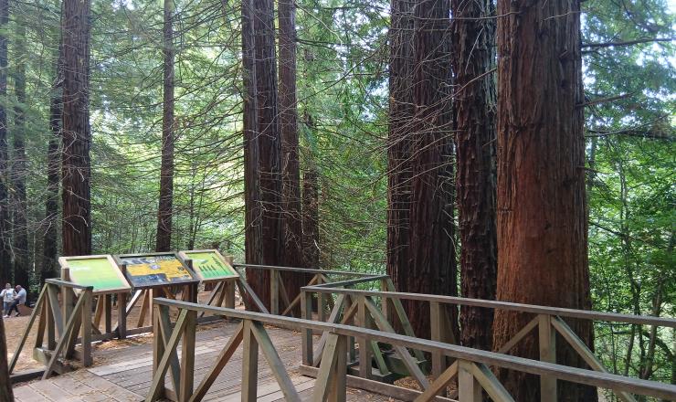 Figura 1. Monumento Natural Sequoias Monte Cabezón. Fuente REMP