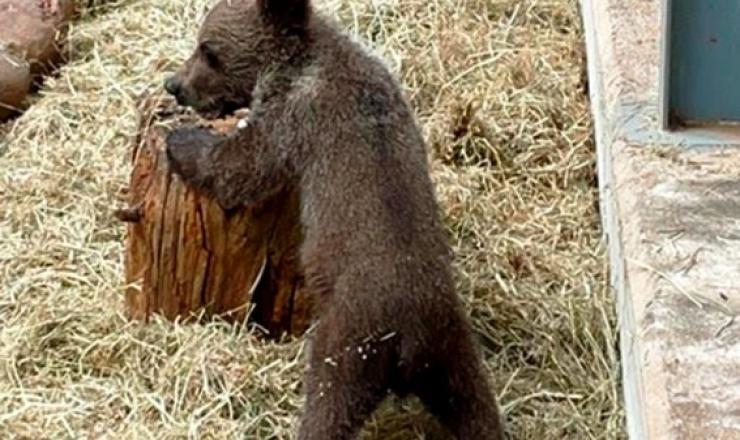   Figura 1. Oso pardo en el Centro de Recuperación de Fauna Silvestre de Cantabria. Fuente. Gobierno de Cantabria