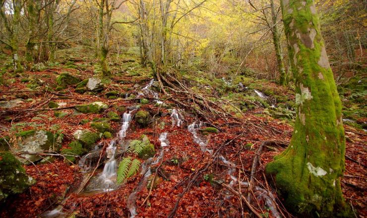 Monte La Cernada y Ramisca (Barjas. León)