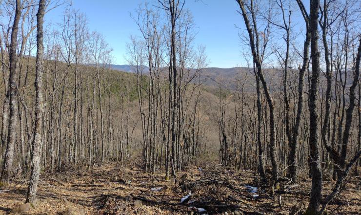 Figura 1. Clara comercial en roble, donde se tiene especial cuidado en mantener una densidad suficiente para impedir poner en luz el suelo y así evitar el rebrote. Fuente. Sección Territorial de Gestión Forestal I de León