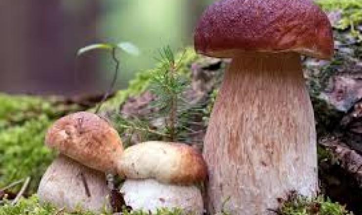 boletus