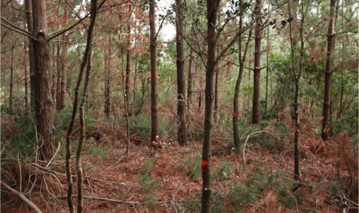 clara_1_pino_radiata