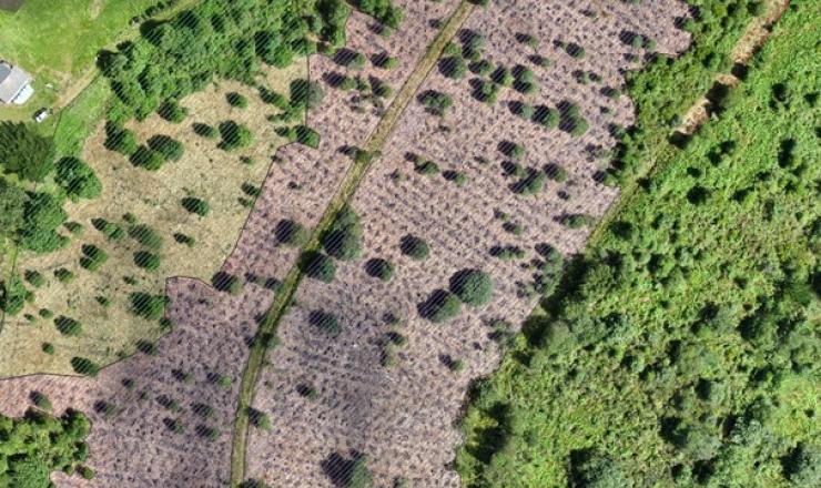 Figura 1. Ortofoto georreferenciada obtenida con dron. Fuente Eva Roca Posada