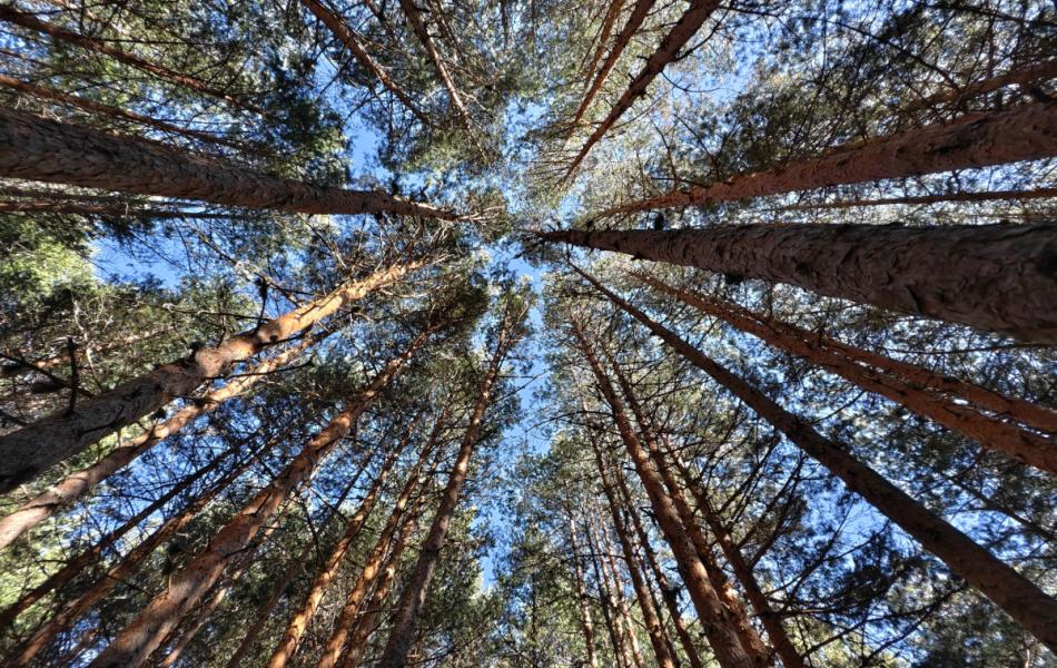 Pinar de Pinus sylvestris. Valsaín, Segovia