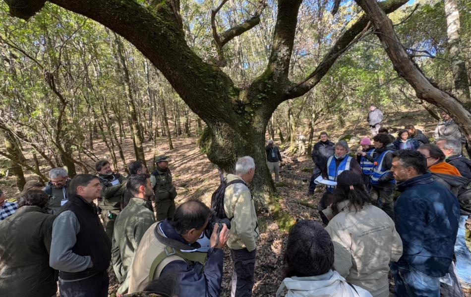 Jornada Selvicultura de Cubierta Continua en masas de Q. Canariensis en Alcalá de los Gazules