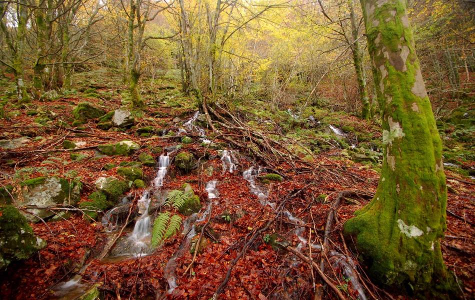 Monte La Cernada y Ramisca (Barjas. León)